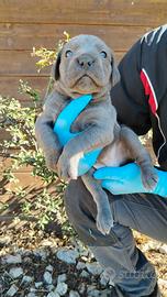 Cuccioli di cane corso