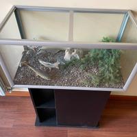 Acquario