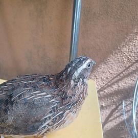 Quaglie