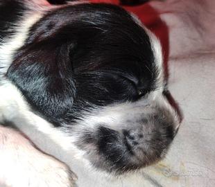 Cucciolata Cocker spaniel blu roani