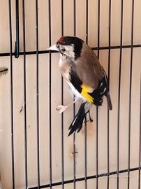 Cardellina