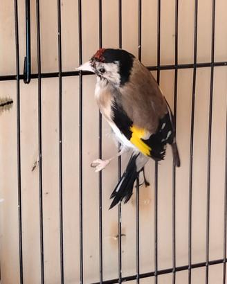Cardellina