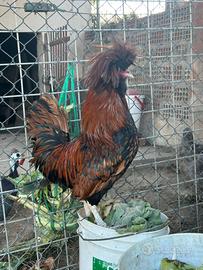 Gallo padovana ciuffata