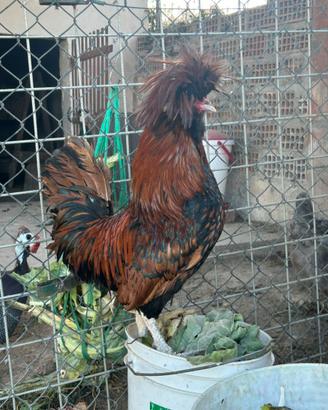 Gallo padovana ciuffata