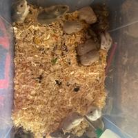 Baby criceti