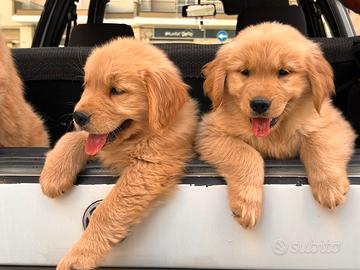 Golden Retriever cuccioli 100% Americani