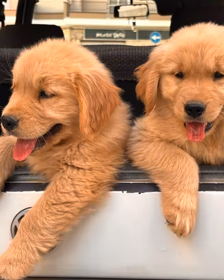 Golden Retriever cuccioli 100% Americani