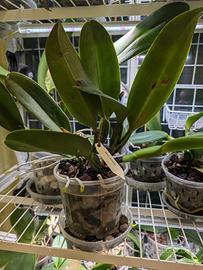 Orchidea RLC Platinum Charm