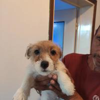 Maschietto jack Russell