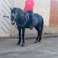 Vendocavallino del sarcidano intero bravo