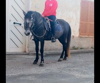 Vendocavallino del sarcidano intero bravo