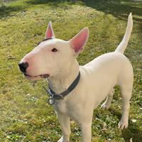 Bull Terrier Miniature per accoppiamento