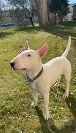 Bull Terrier Miniature per accoppiamento