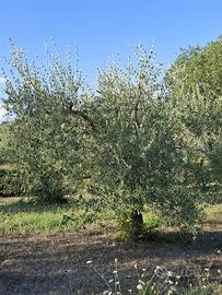 Ulivi di 25 anni