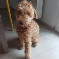 Barboncino nano maschio per accoppiamento