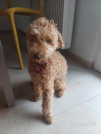 Barboncino nano maschio per accoppiamento