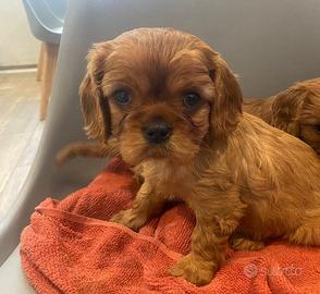 Cuccioli disponibili