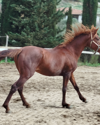 Puledro Endurance