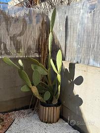 Fico d’India esemplare adulto