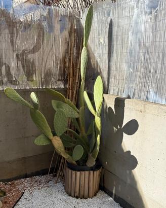 Fico d’India esemplare adulto