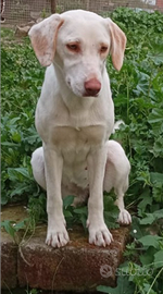 Cane meticcio taglia media