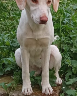 Cane meticcio taglia media