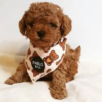 Barboncino mini e Toy fulvi di due mesi e mezzo