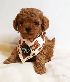 Barboncino mini e Toy fulvi di due mesi e mezzo