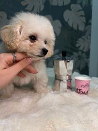 Barboncino maschietto