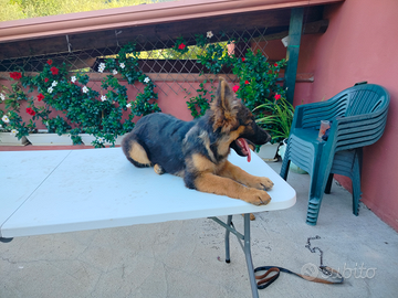 Pastore tedesco a pelo lungo