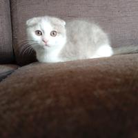 Scottish fold