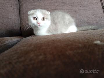 Scottish fold