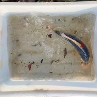Carpe koi