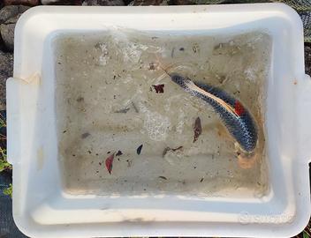 Carpe koi