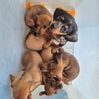 Vendita bassotti kanichen