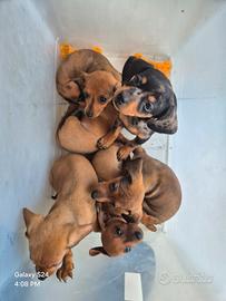 Vendita bassotti kanichen