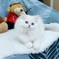 Gattina British Long Hair meravigliosa scottish