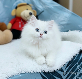 Gattina British Long Hair meravigliosa scottish