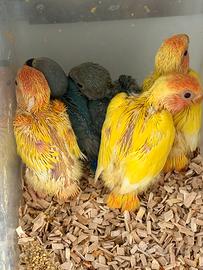 Pulli inseparabili roseicollis pappagalli