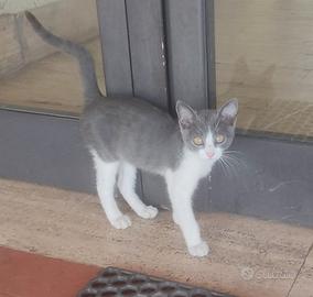 Athena docile gattina