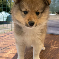 Cucciolo Shetland