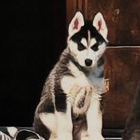 Husky siberiano