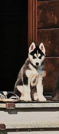 Husky siberiano