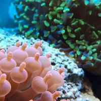 Coralli per acquario marino