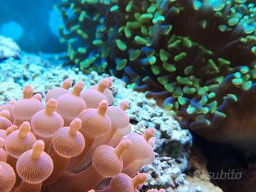 Coralli per acquario marino