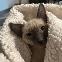 Siamese maschio 3 mesi