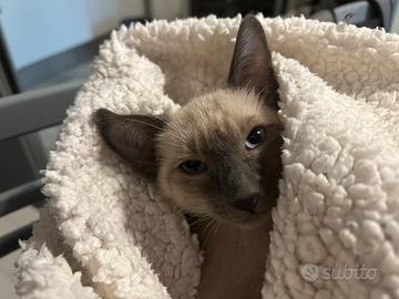 Siamese maschio 3 mesi