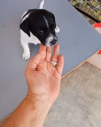 Cuccioli jack russel nani zampa corta