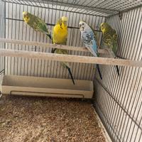 Coccorite maschio 2024