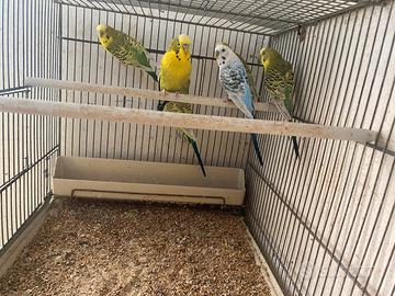 Coccorite maschio 2024